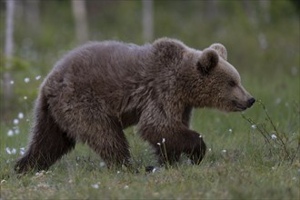 European brown bear, Karelia, Finland, Europe