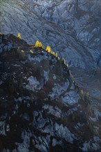 Gleefully coloured larches against the light on a rugged cliff, Canton Valais, Switzerland, Europe