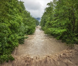 A full, fast-flowing river at high water level surrounded by green forest, Jenbach, Bad Feilnbach