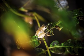 Small frog sitting on a leaf at night, at night in the tropical rainforest, Refugio Nacional de