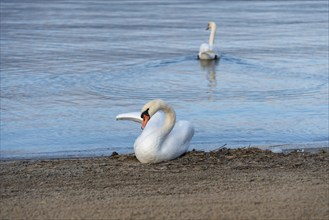 Two mute swans (Cygnus olor), Lake Plau, Ganzlin, Mecklenburg-Western Pomerania, Germany, Europe