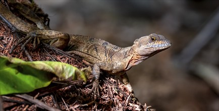 Common basilisk (Basiliscus basiliscus) adult female, Osa Peninsula, Puntarena Province, Costa