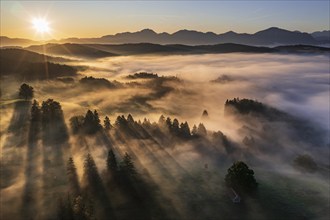 Aerial view of trees in fog in front of mountains, sunrise, summer, view of Benediktenwand and