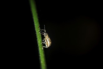 Weevil (Exophthalmus) sitting on a stem at night, at night in the tropical rainforest, Refugio