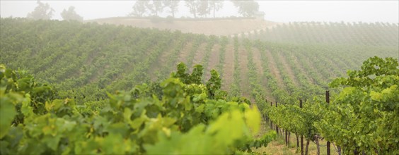 Beautiful grape vineyard landscape banner