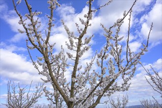 Blossoming apricot trees in front of a blue sky with clouds, Paudorf, Lower Austria, Austria,