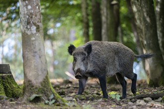 Wild boar (Sus scrofa), Vulkaneifel, Rhineland-Palatinate, Germany, Europe