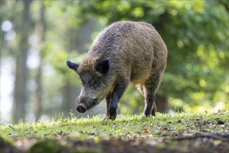 Wild boar (Sus scrofa), Vulkaneifel, Rhineland-Palatinate, Germany, Europe