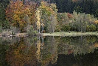 Autumn colours, autumn coloured trees are reflected in the water of the moor pond, Oberstdorf,