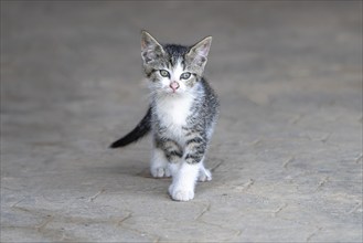 Domestic cat, 8-week-old kitten, Vulkaneifel, Rhineland-Palatinate, Germany, Europe