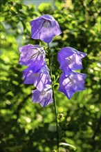 Tussock bellflower (Campanula carpatica) against the light, Bavaria, Germany, Europe