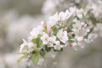 Apple blossom branch with white open flowers and yellow stamens, few closed flowers in pink, green