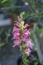 Common foxglove (Digitalis purpurea), Bavaria, Germany, Europe