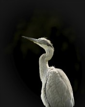 Grey heron (Ardea cinerea), standing, close-up, looking diagonally upwards, profile view,