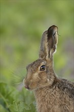 European brown hare (Lepus europaeus) adult animal sticking its tongue out in a farmland sugar beet