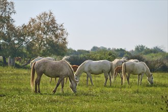 White Camargue horse herd with foals grazing on a green pasture under a cloudy sky, surrounded by