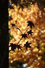 Leaves of the amber tree, October, Germany, Europe