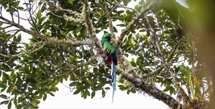 Resplendent quetzals (Pharomachrus mocinno) sitting on a tree in the cloud forest, Parque Nacional