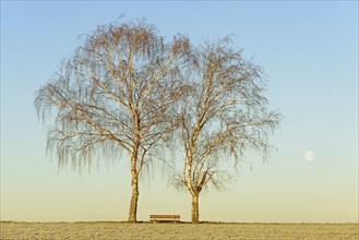 Winter landscape, two birch trees (Betula) in the light of the morning sun, resting bench, blue sky