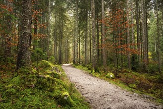 The hiking trail around the Vorderer Gosausee leads through the autumnal forest. Gosau, Gosau