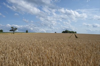 Ripe barleys (Hordeum vulgare), cloudy sky, Middle Franconia, Bavaria, Germany, Europe