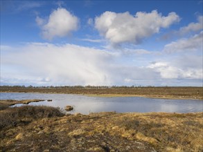 Marsh landscape with Hairy Birch (Betula pubescens) trees, May, Finnish Lapland