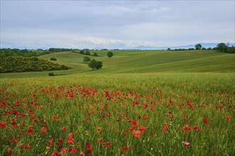 Green, hilly landscape with poppies (papaver) in the foreground and scattered trees under a cloudy