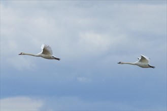 Two swans (Cygnus) in flight in a cloudy sky, Lake Neusiedl National Park, Burgenland, Austria,