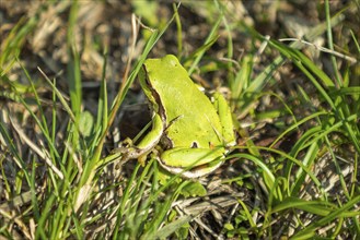 European tree frog (Hyla arborea) sitting in the grass, in a natural environment, Lake Neusiedl