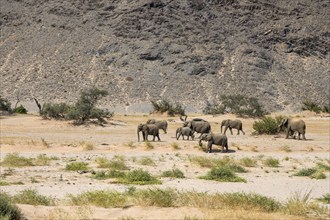 Desert elephants (Loxodonta africana) in the Huab dry river, Damaraland, Kunene region, Namibia,