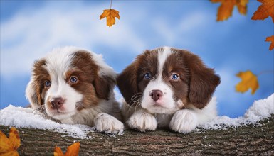 KI generated, dog, dogs, puppy, one, two, three, play, snow, winter, autumn leaves, blue sky,