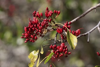 Schotia (Schotia brachypetala), flower, flowering, Kirstenbosch Botanical Gardens, Cape Town, South