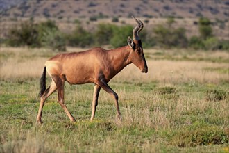 Red hartebeest (Alcelaphus buselaphus caama), Kaama, adult, running, foraging, alert, Mountain