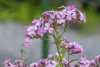 Soap Root (Saponaria officinalis), North Rhine-Westphalia, Germany, Europe