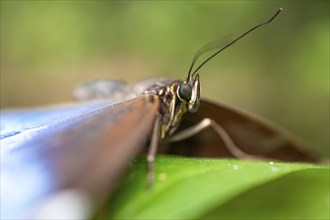 Close-up of a Morpho helenor, blue Morpho butterfly sitting on a leaf, Alajuela province, Costa