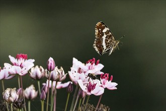 A map butterfly (Araschnia levana), summer generation, showing its wings above delicate pink and