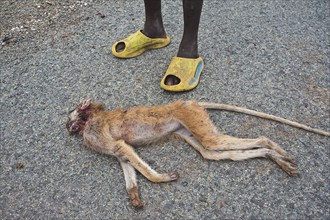 Dead monkey killed by local children Gambia