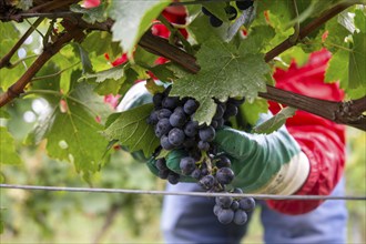 Grape grape harvest: Hand-picking Pinot Noir grapes in the Palatinate