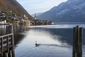 View of Hallstatt and Lake Hallstatt. In the morning in autumn. A swan in the foreground. Good