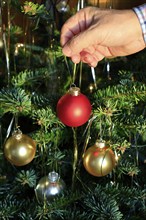 Decorating the Christmas tree, December, Germany, Europe