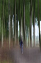 Forest walk, Mecklenburg-Western Pomerania, Germany, Europe