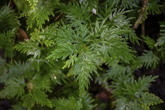 Plant, Details in the jungle, Dense vegetation, Tortuguero National Park, Costa Rica, Central