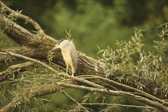 Black crowned night heron (Nycticorax nycticorax) Allgäu, Bavaria, Germany, Allgäu, Bavaria,