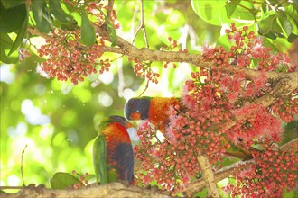 Rainbow lorises eating flowers of a sub-tropical rainforest tree Syzygium moorei or Coolamon tree