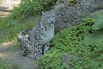 Snow leopard (Panthera uncia), captive