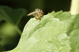 Robber fly, July, Germany, Europe