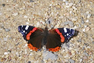 Admiral (Vanessa atalanta), September, Saxony, Germany, Europe