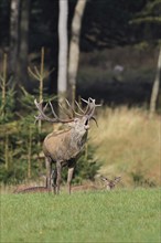 Red deer (Cervus elaphus) during the rutting season, a large stag roaring in a forest clearing,