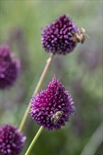 Honey bee (Apis) on round-headed leek (Allium sphaerocephalon), Bavaria, Germany, Europe