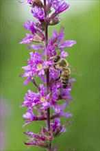 A honey bee (Apis mellifera) sits on a pink flower, purple loosestrife (Lythrum salicaria) and